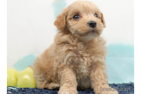 成約済の千葉県のマルプー:マルチーズ×トイプードル-222792の2枚目